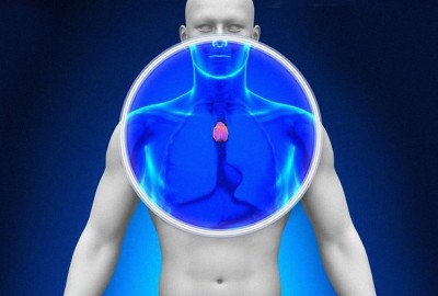 thymos-adenas- (2)