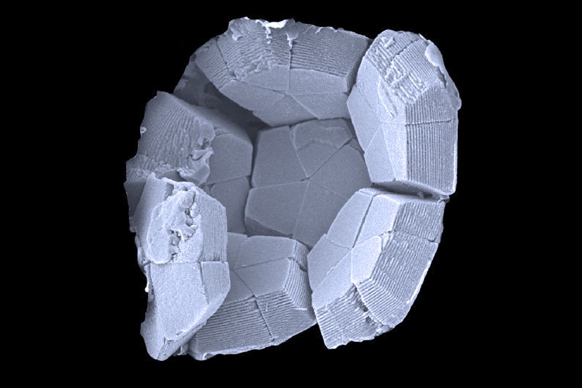 Braarudosphaera-bigelowii-2