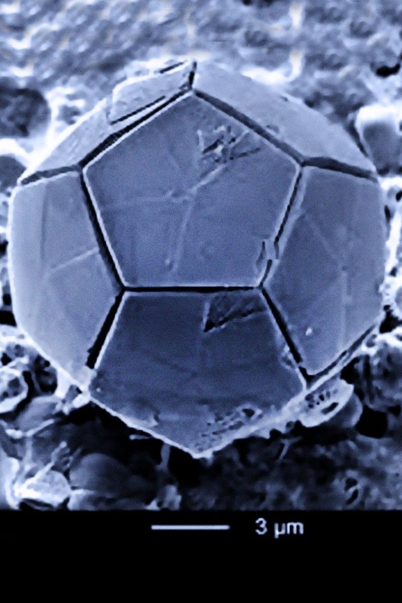 Braarudosphaera-bigelowii-4-786x1179